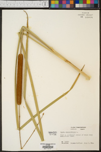 Typha angustifolia image