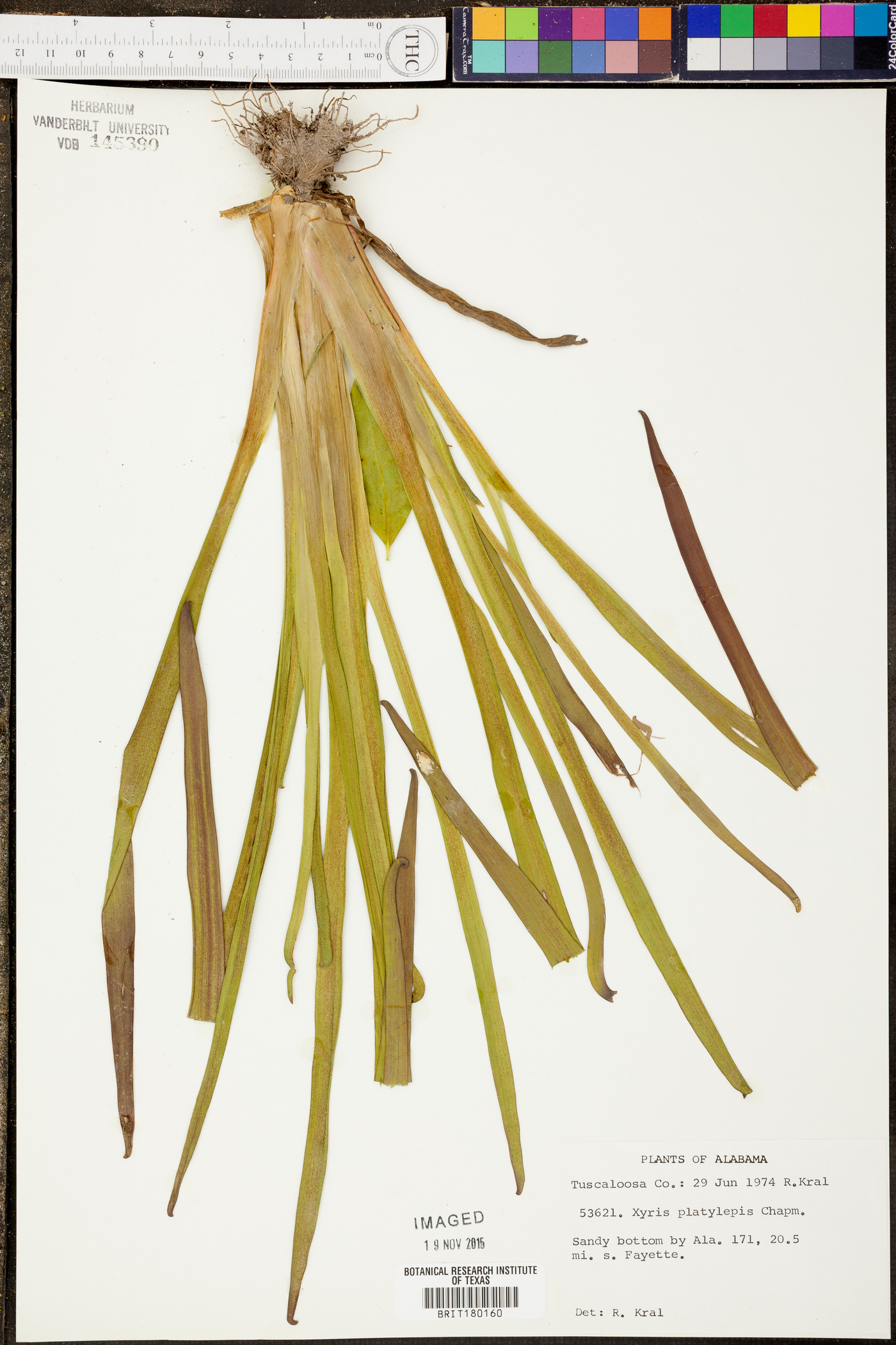 Xyris platylepis image