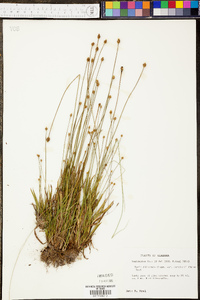 Xyris difformis var. curtissii image