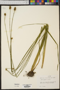 Xyris jupicai image