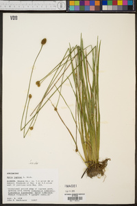 Xyris jupicai image