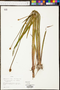 Xyris laxifolia var. iridifolia image