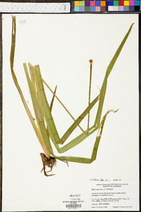 Xyris difformis image