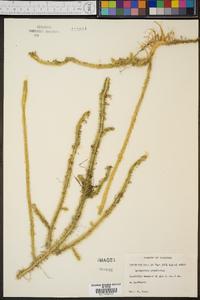 Lycopodium prostratum image