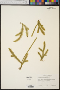 Lycopodium prostratum image