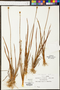 Xyris stricta var. obscura image