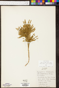 Dendrolycopodium dendroideum image