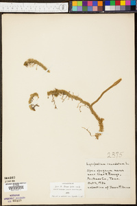 Lycopodium inundatum image