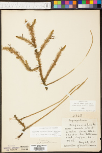 Lycopodium appressum image