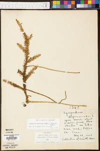 Lycopodium appressum image