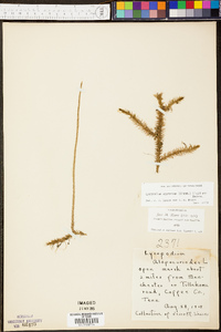 Lycopodium appressum image