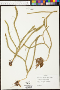 Lycopodiella alopecuroides image