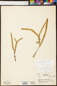 Lycopodiella alopecuroides image