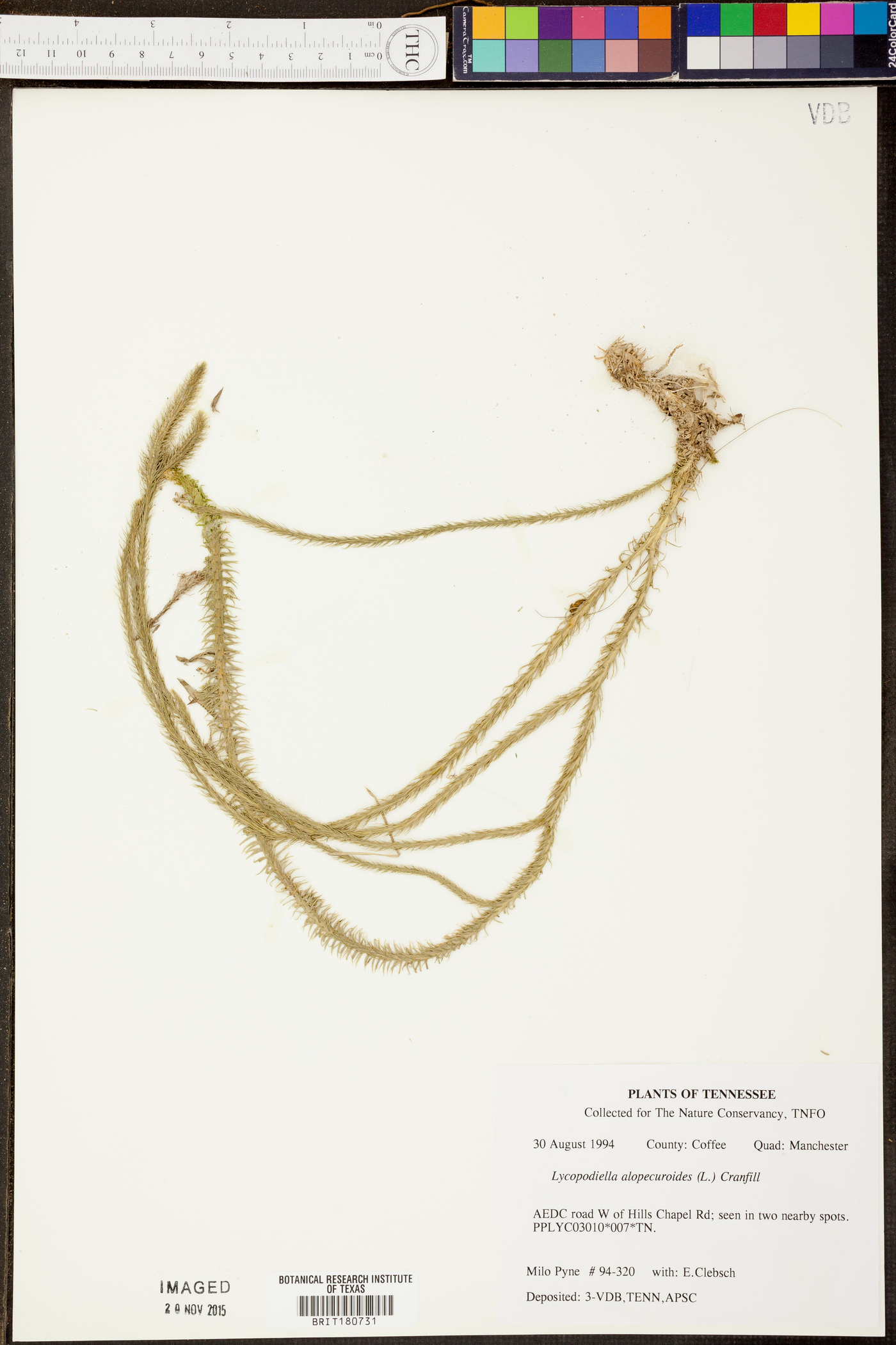 Lycopodiella alopecuroides image