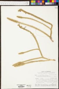 Lycopodiella alopecuroides image