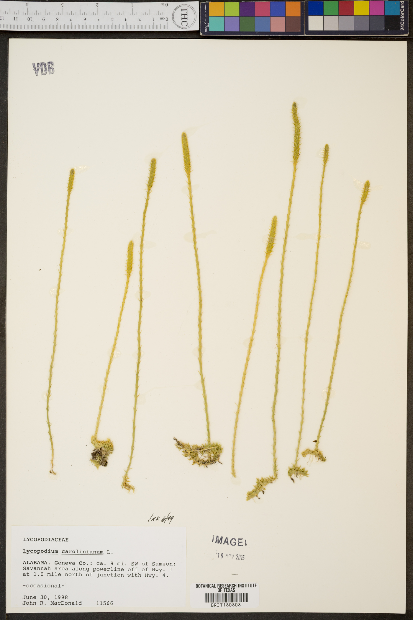 Lycopodium carolinianum image