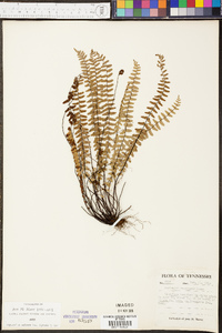 Asplenium resiliens image