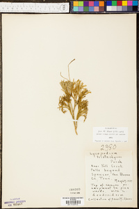 Diphasiastrum tristachyum image