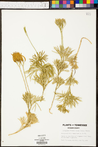 Lycopodium flabelliforme var. ambiguum image