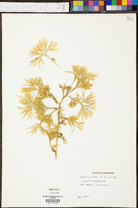 Lycopodium flabelliforme var. ambiguum image