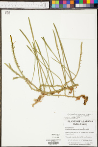 Lycopodium appressum image