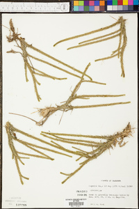 Lycopodiella prostrata image