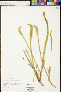 Lycopodiella alopecuroides image