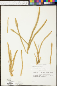 Lycopodiella alopecuroides image