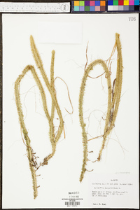 Lycopodiella alopecuroides image