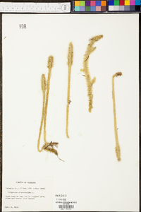 Lycopodiella alopecuroides image