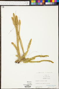 Lycopodiella alopecuroides image