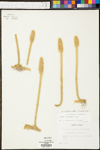 Lycopodiella alopecuroides image