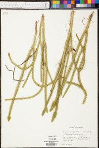 Lycopodiella alopecuroides image