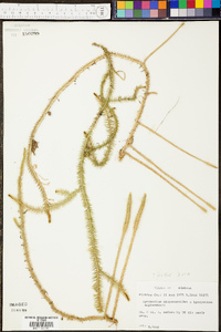 Lycopodiella alopecuroides image