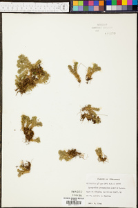 Lycopodium porophilum image