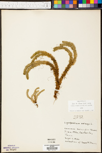 Lycopodium selago image