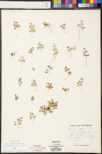 Asplenium ruta-muraria var. cryptolepis image