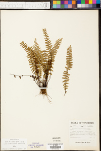 Asplenium resiliens image