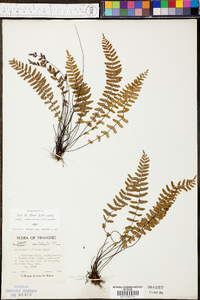 Asplenium resiliens image