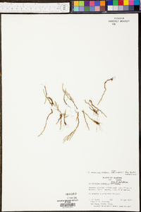 Bryodesma corallinum image