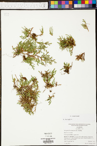 Selaginella rupestris image