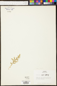 Selaginella apus image