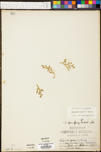 Selaginella apoda image