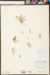 Selaginella apoda image