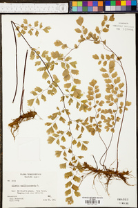 Adiantum capillus-veneris image