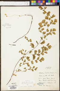 Adiantum capillus-veneris image