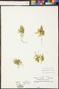 Selaginella apoda image