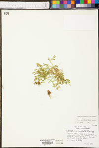 Selaginella apoda image