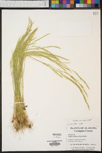 Festuca sciurea image