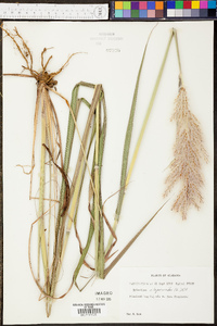 Saccharum alopecuroides image